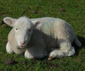Puzzle Αρνί, ένα πρόβατο μωρό και πρόβατα βόσκουν